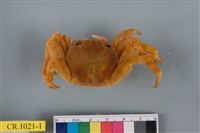 藏品(細紋方蟹)的圖片